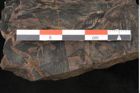 Foto (Detailansicht) von Protocladus lingua Ettingshausen (NHMW-GEO-2024-0188-10331)